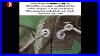 5 Upgrades Real Ww2 German Zeltbahn Replica 1 1 Historical Accuracy