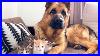 German Shepherd Attacked By Cute Tiny Kittens